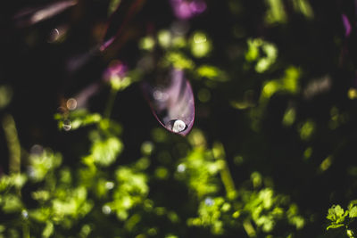 Close-up of water drops on purple leaf