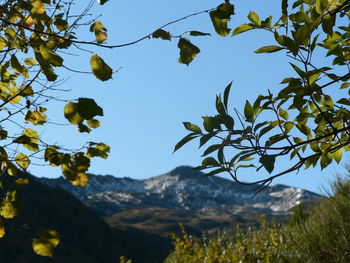 Low angle view of tree against clear sky