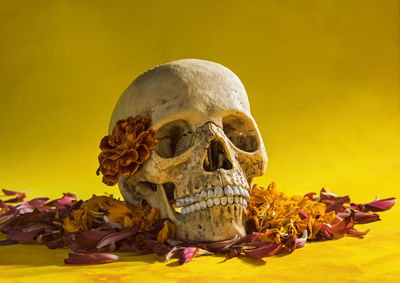 Close-up of human skull against yellow background