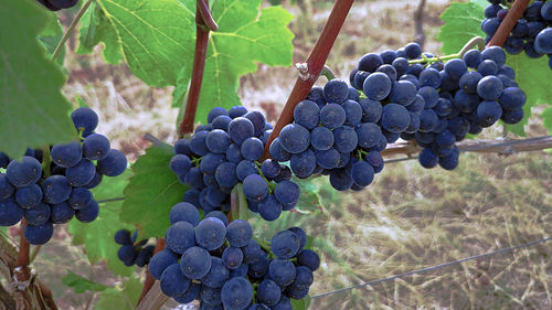 Close-up of grapes growing in vineyard