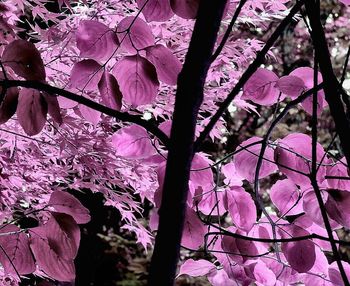 Low angle view of pink flower tree