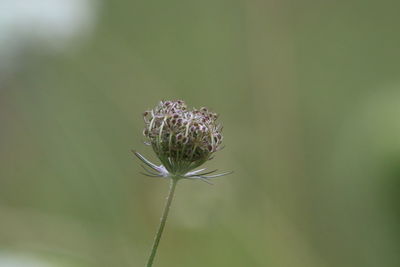 Close-up of  wild plant