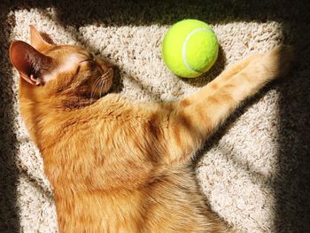 Cat lying beside ball