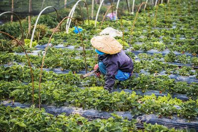 High angle view of farmer working in farm