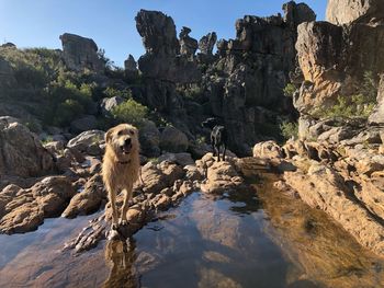 Portrait of dog sitting on rock against sky