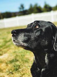 Close-up of black dog