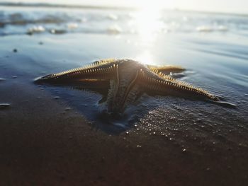 Close-up of crab on beach