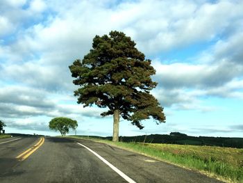 Tree by road against sky