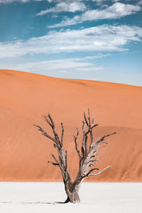 Dead tree on sand dune against sky