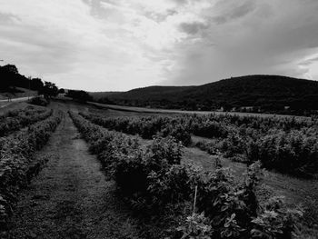 Scenic view of landscape against sky