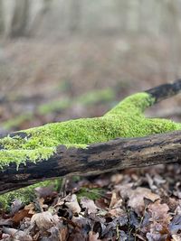 Close-up of green plant