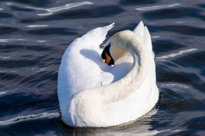 Swan floating on lake