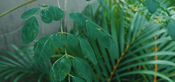 Close-up of dew drops on plant