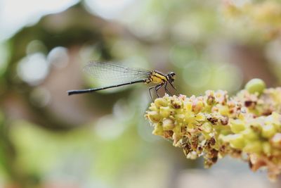 Close-up of insect pollinating on flower