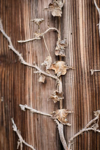 Close-up of dry leaves hanging on wood