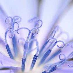 Close-up of leaves on white surface