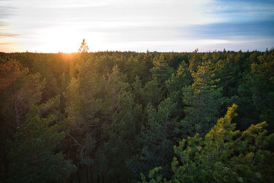 nature