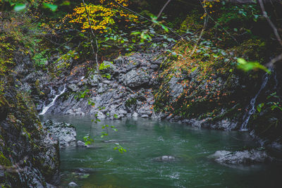 Trees by rocks in forest