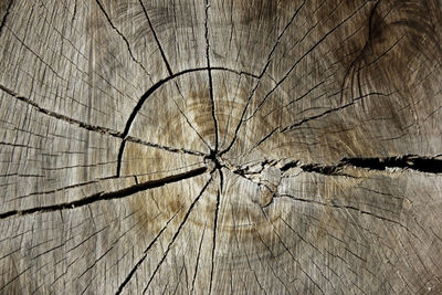 Close-up of tree stump