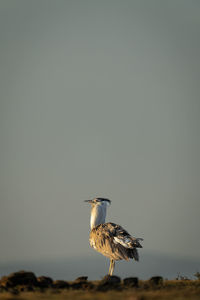 Kori bustard standing on horizon in profile