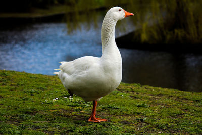 Goose on lakeshore