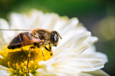 Close-up of bee on yellow flower