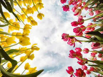 Low angle view of flowering plants against sky