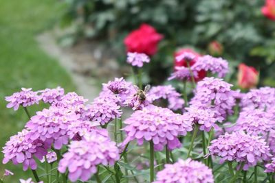 Close-up of pink flowering plants