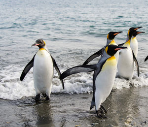 View of penguins in sea