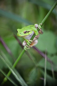 Close-up of frog on plant focused on it's eye