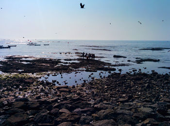 Birds flying over sea