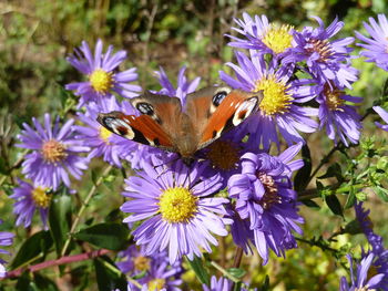 Close-up of butterfly on purple flowers