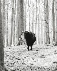 Horse in forest during winter