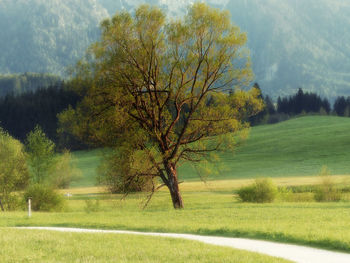 Trees on grassy field