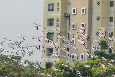 Birds flying above buildings