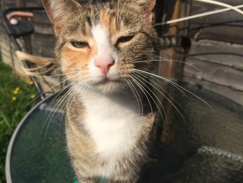 Close-up portrait of a cat