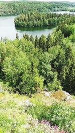 Scenic view of lake in forest