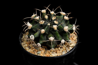 Close-up of cactus flower pot against black background