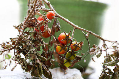 Close-up of berries growing on tree
