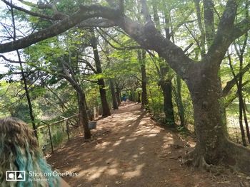 Rear view of woman walking amidst trees in forest