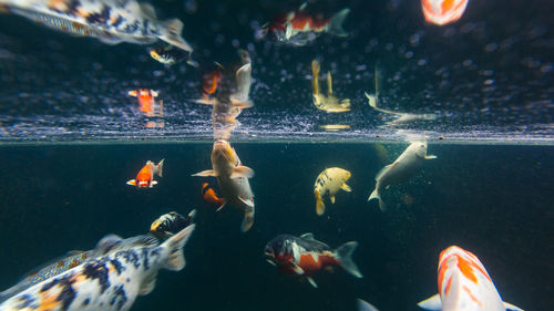Close-up of koi fish in water