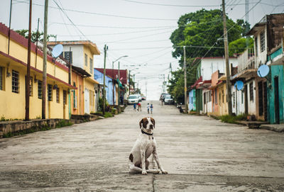 View of a dog on road