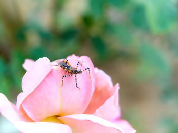 Close-up of insect on pink flower