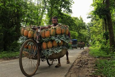 Wide angle view of a farmer transporting pineapple by bicycle to the local market