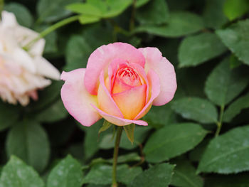 Close-up of pink rose