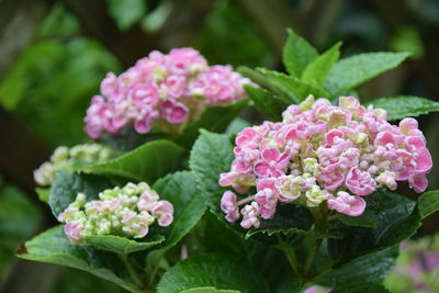 Close-up of pink flowers