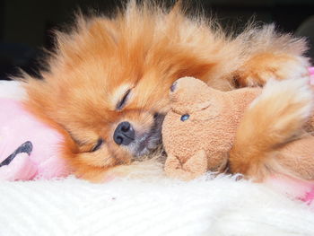 Close-up of a dog resting on bed