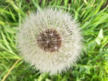 Close-up of dandelion