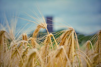 crop