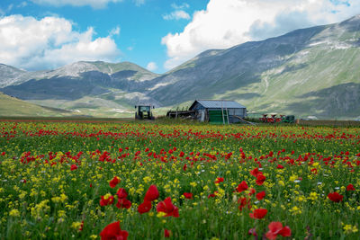 Scenic view of flowering field against mountains